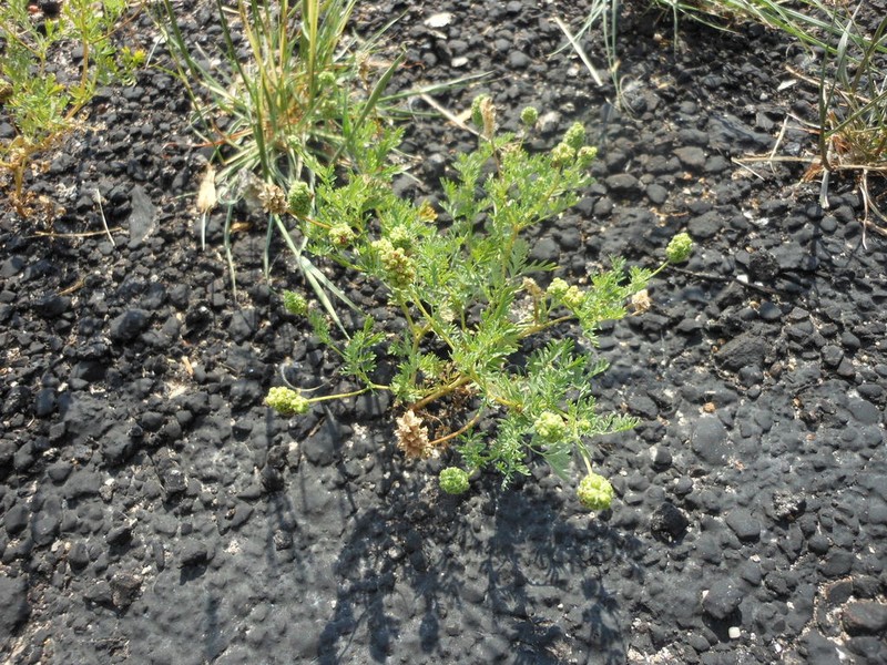 Prairie Burnet photo 7