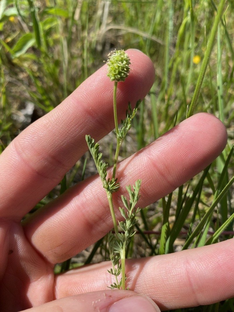 Prairie Burnet photo 8