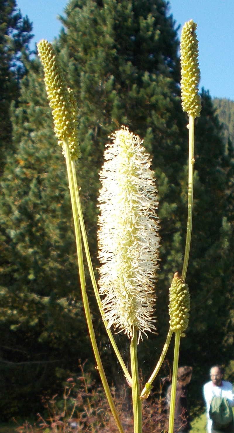 Canadian Burnet photo 2