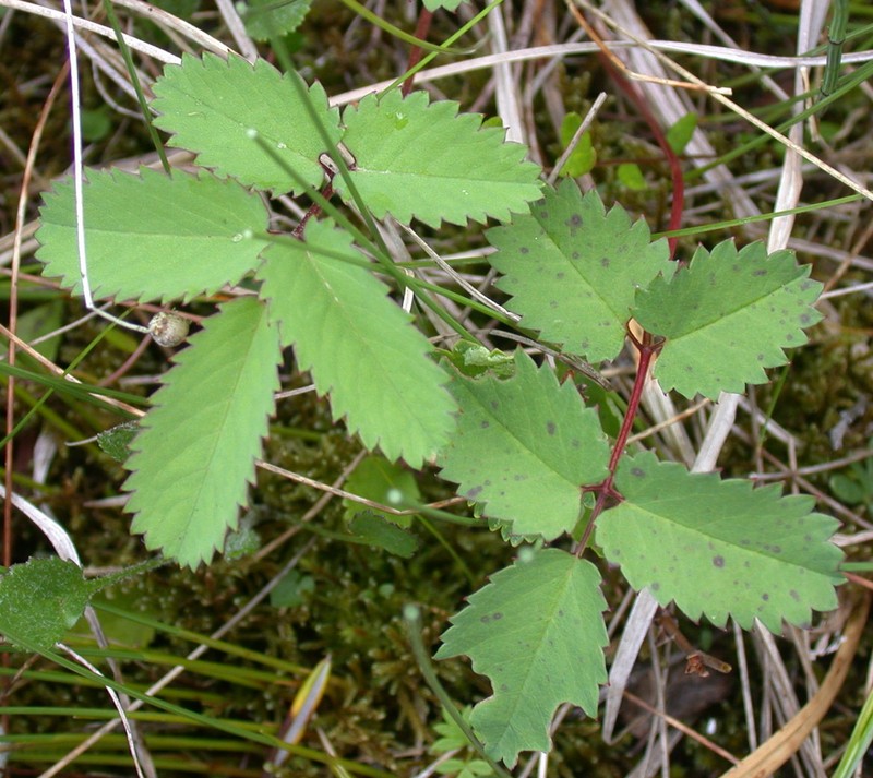 Canadian Burnet photo 3