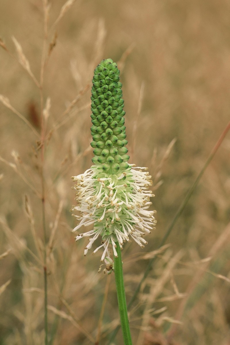 Canadian Burnet