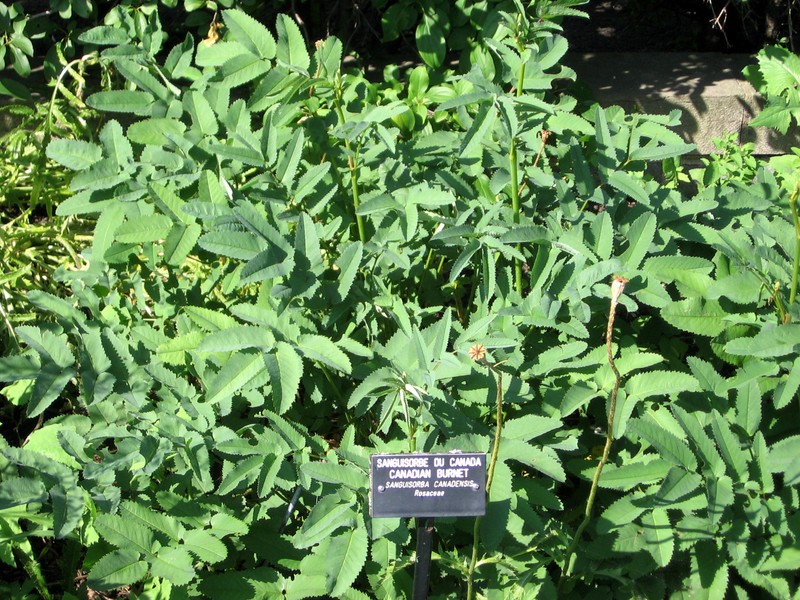 Canadian Burnet photo 4