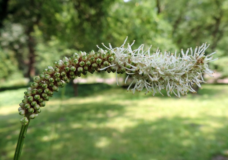 Canadian Burnet photo 5