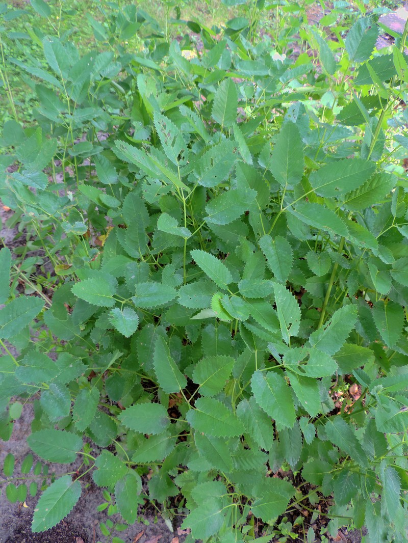 Canadian Burnet photo 6