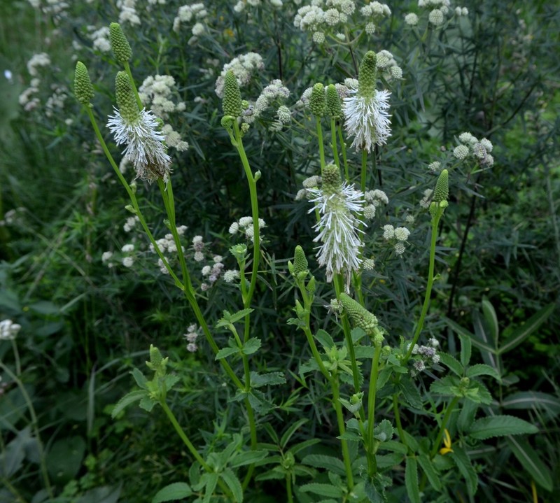 Canadian Burnet photo 3
