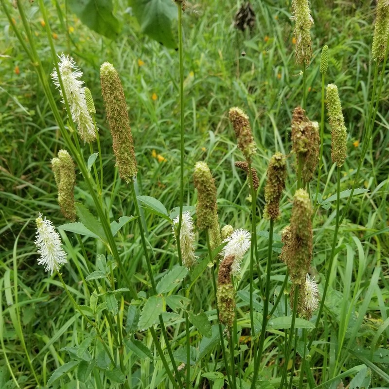 Canadian Burnet photo 4