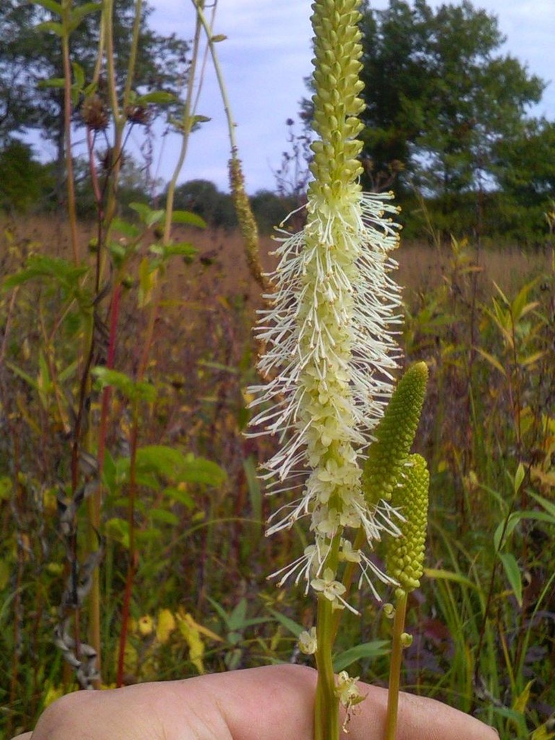 Canadian Burnet photo 5