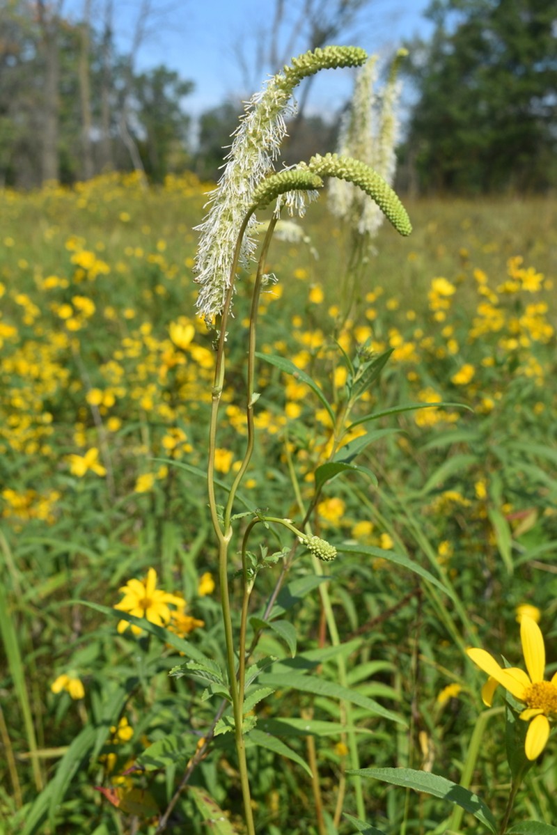 Canadian Burnet photo 6