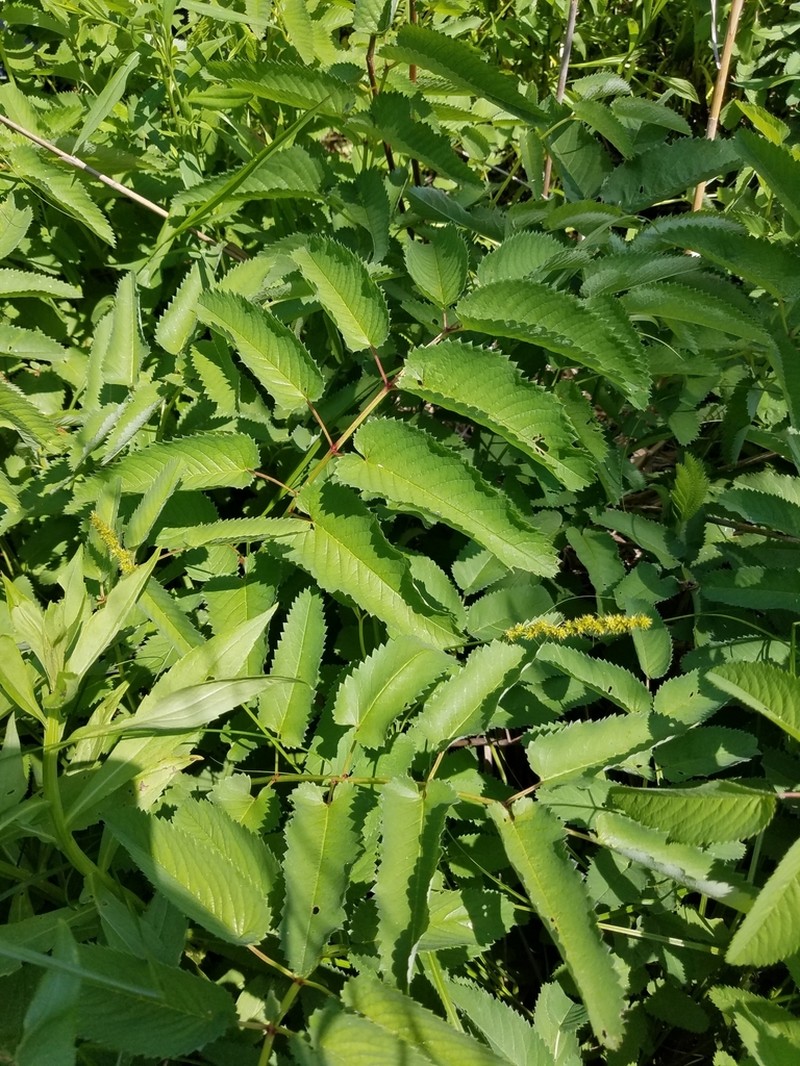 Canadian Burnet photo 8