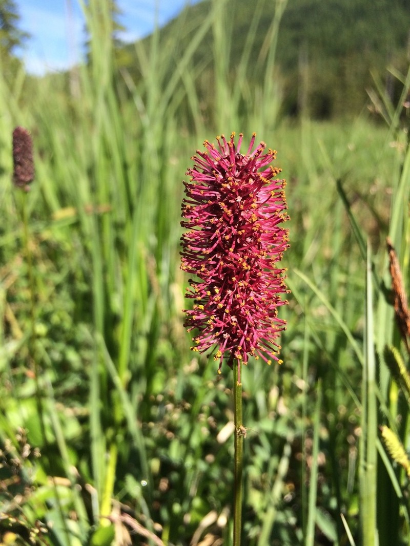 Menzies' Burnet