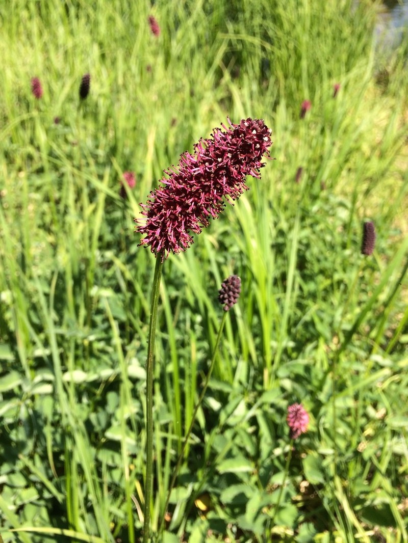 Menzies' Burnet photo 2