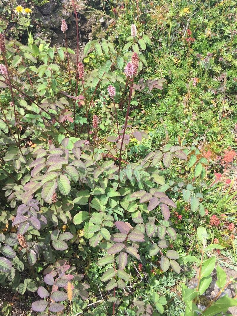 Menzies' Burnet photo 3
