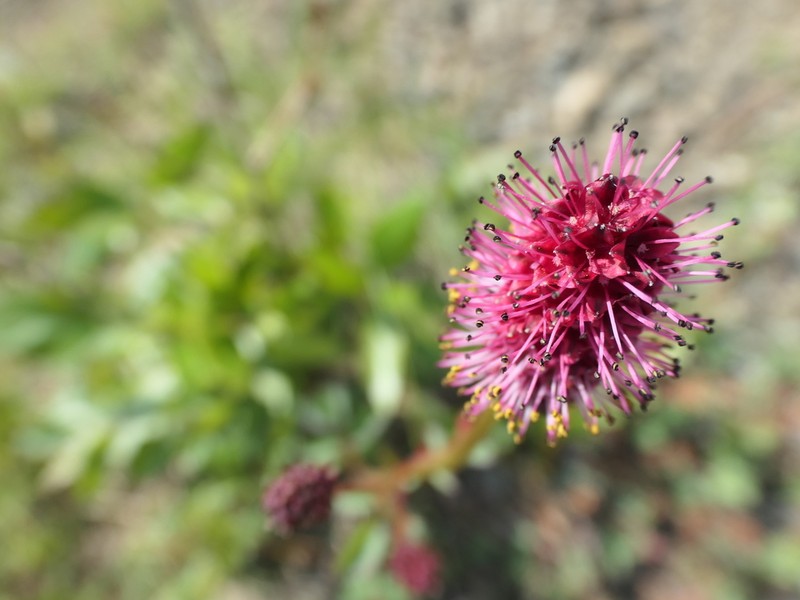 Menzies' Burnet photo 4