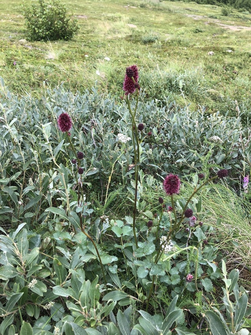Menzies' Burnet photo 5