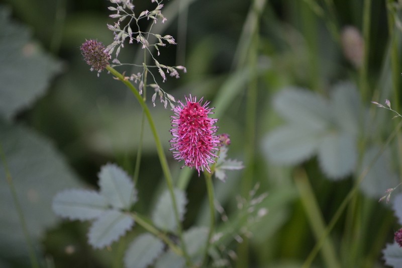 Menzies' Burnet photo 6