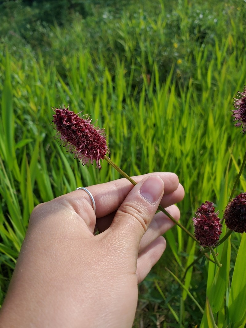 Menzies' Burnet photo 7