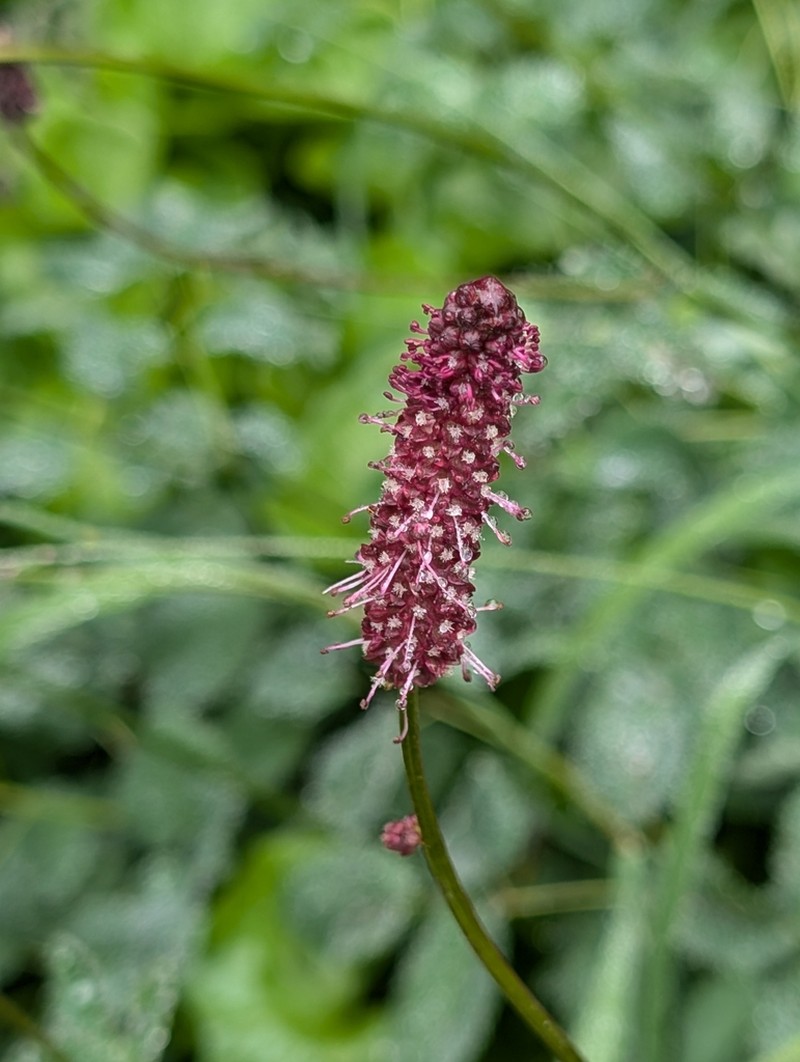 Menzies' Burnet photo 8
