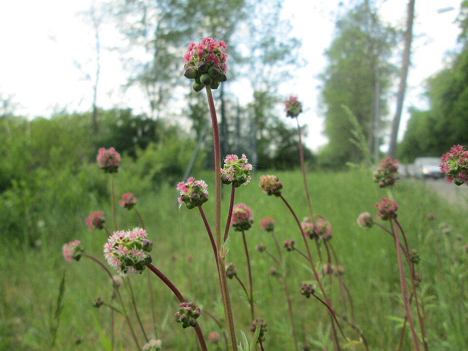Small Burnet photo 2