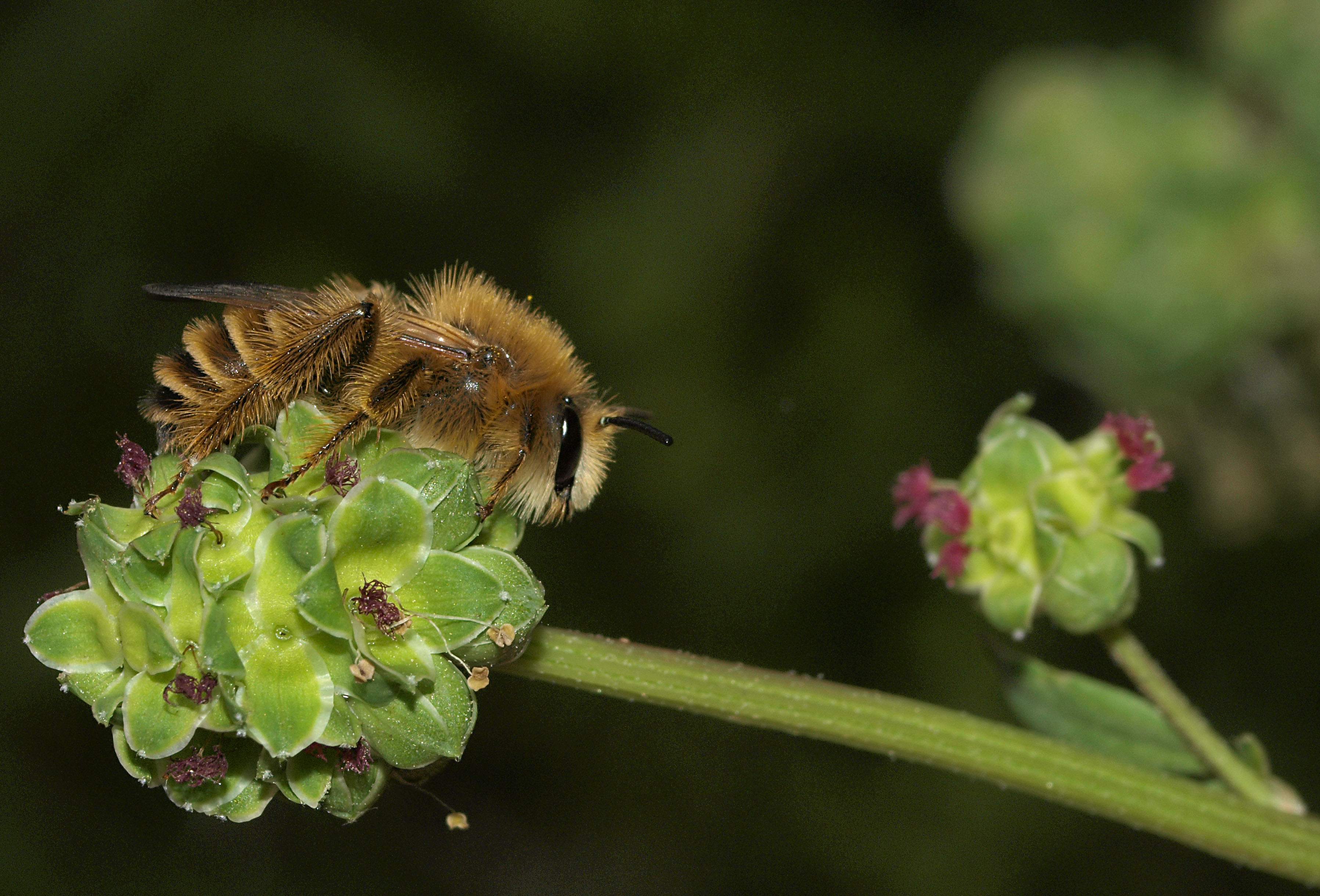 Small Burnet photo 3