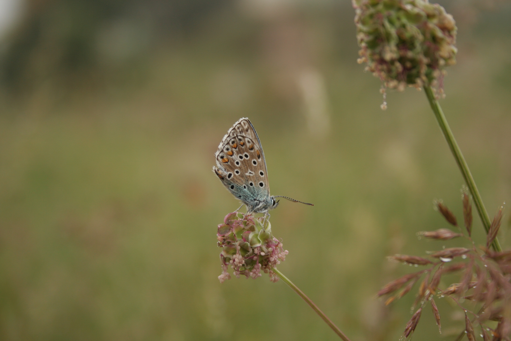 Small Burnet photo 4