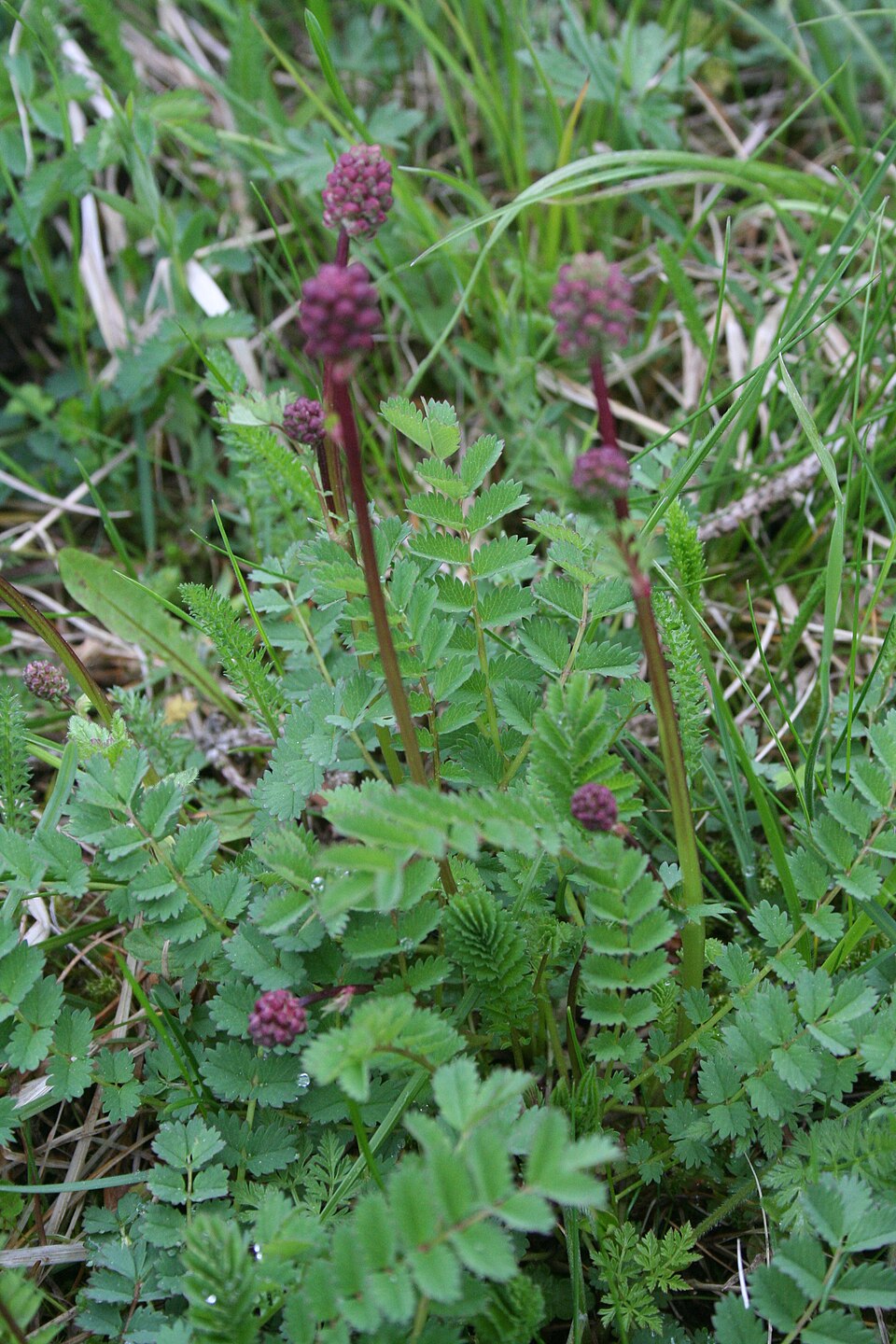 Small Burnet photo 5