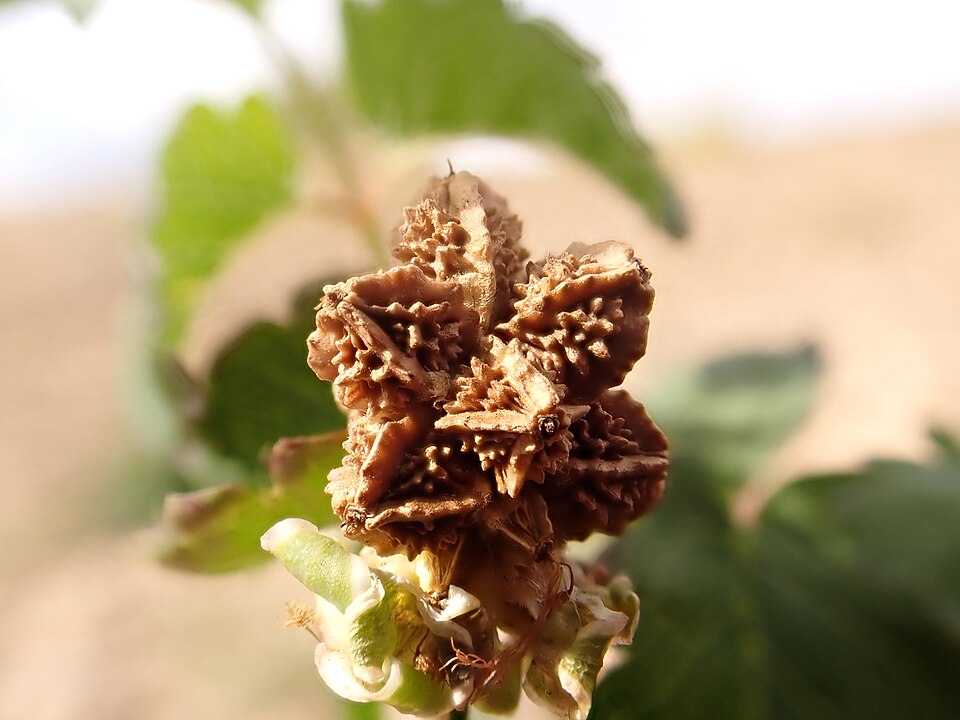 Small Burnet photo 6