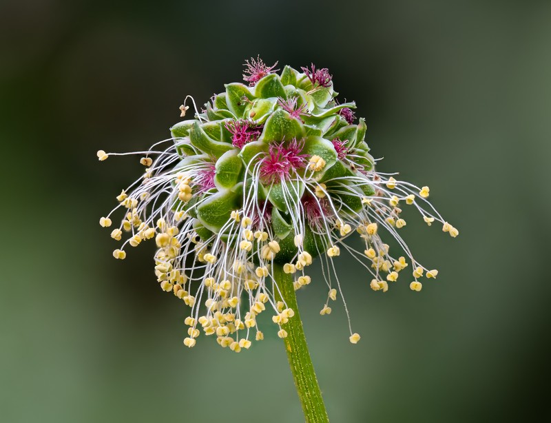 Small Burnet