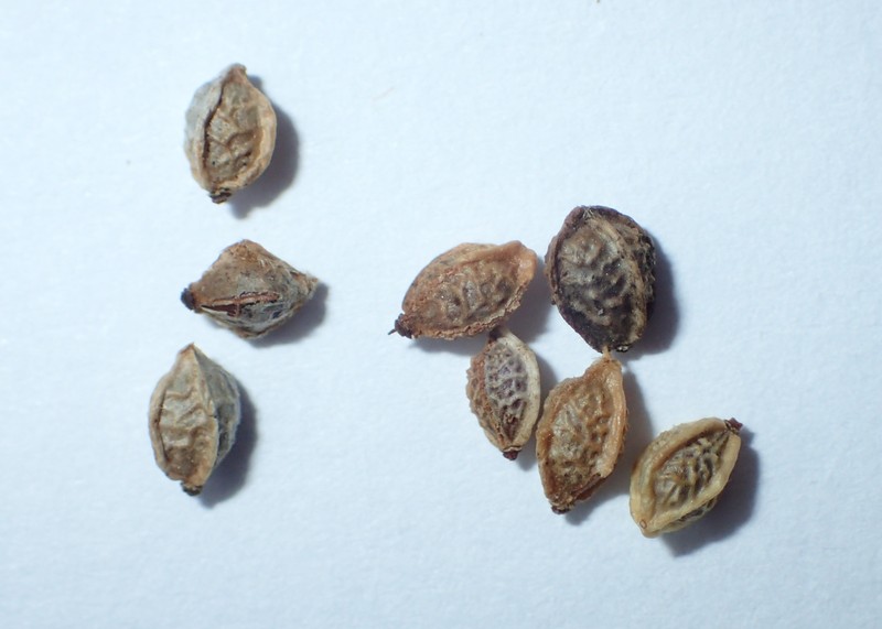 Small Burnet photo 8