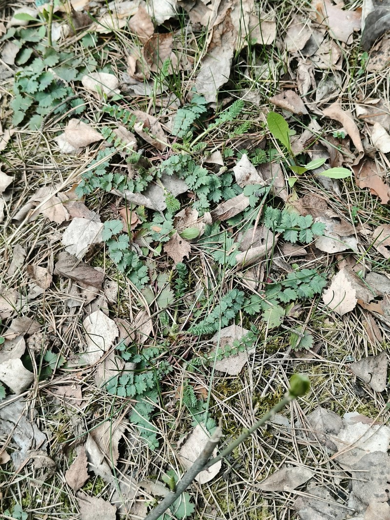 Sanguisorba minor subsp. minor