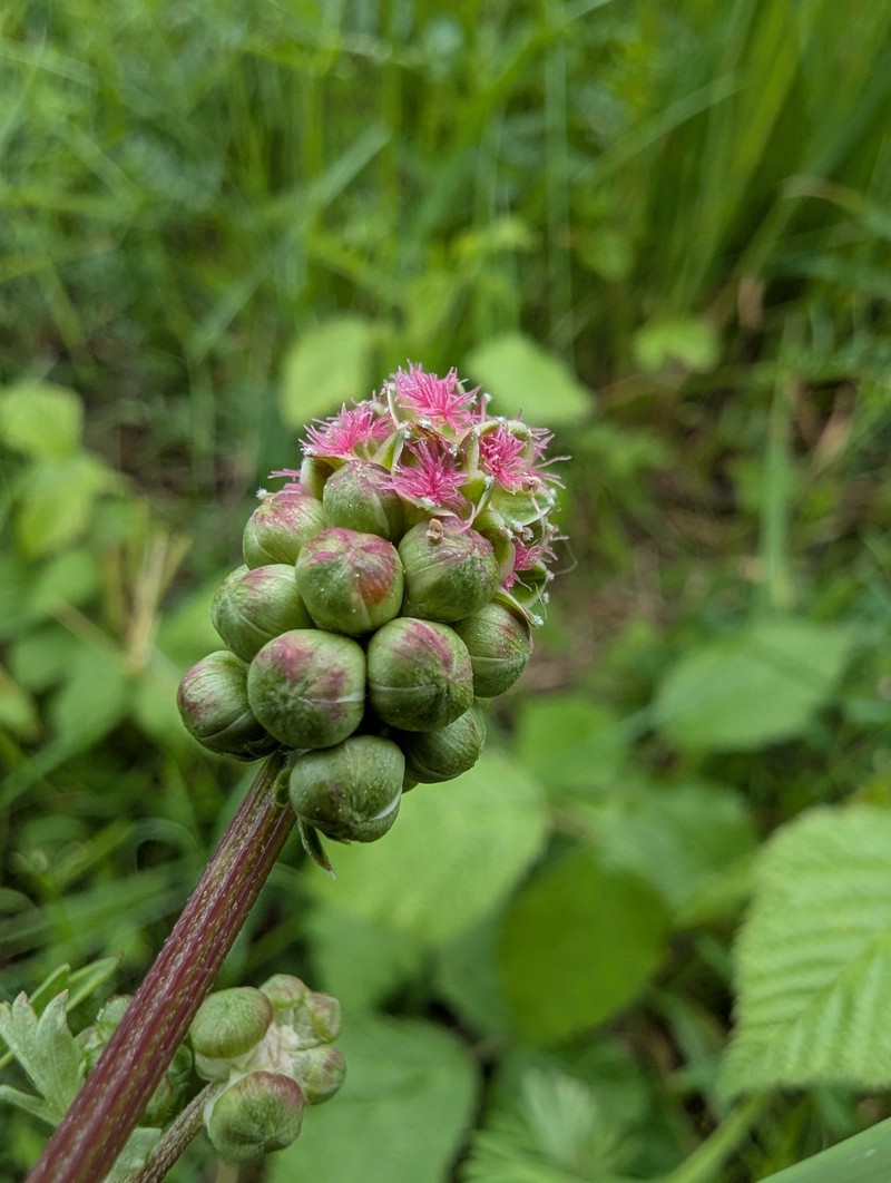 Sanguisorba minor subsp. minor photo 2