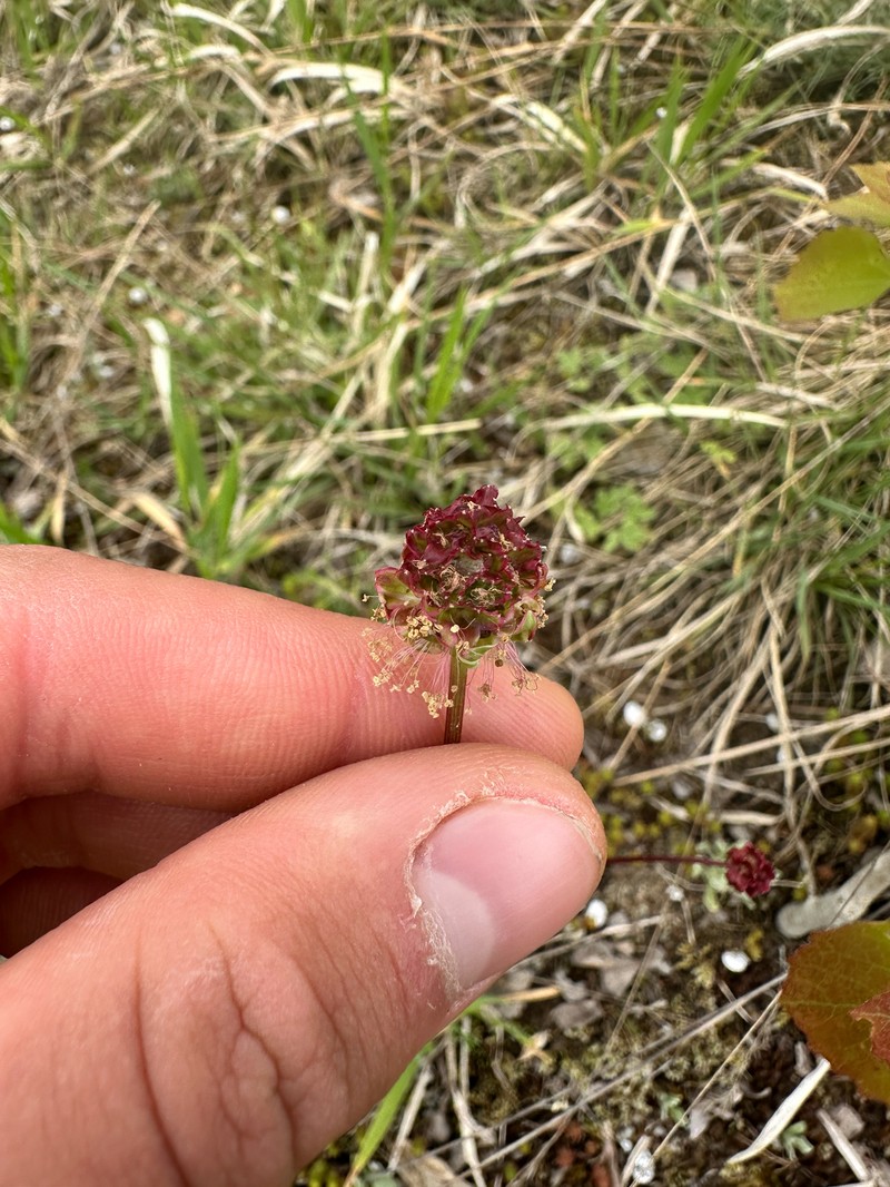 Sanguisorba minor subsp. minor photo 4