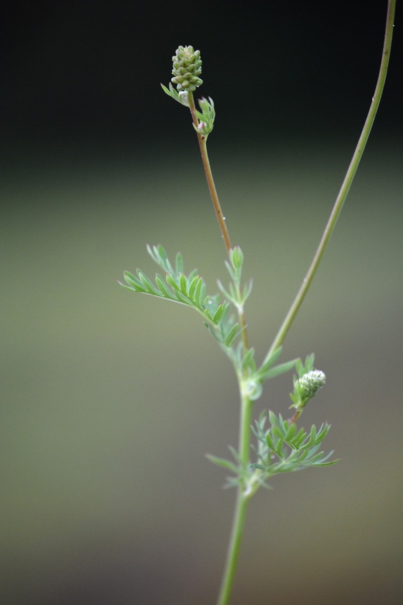 Sanguisorba occidentalis