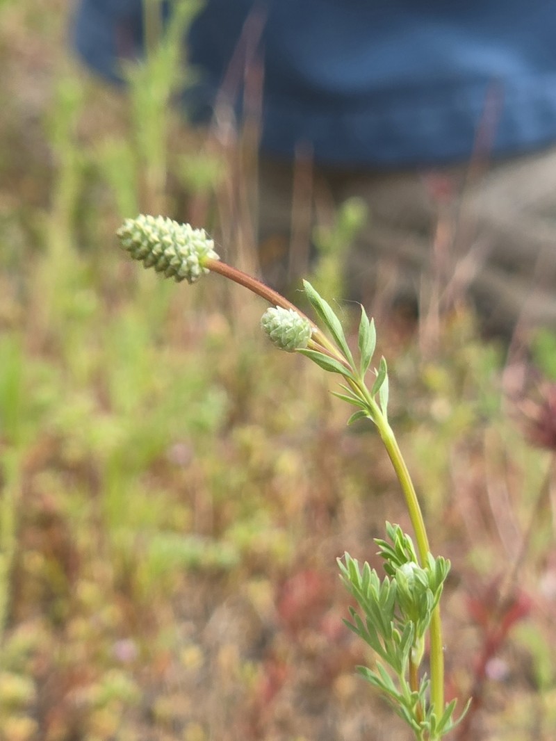 Sanguisorba occidentalis photo 2