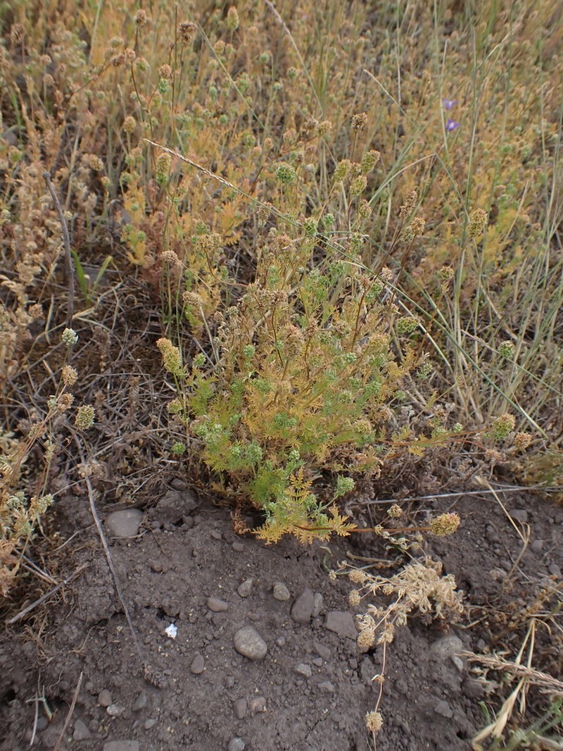 Sanguisorba occidentalis photo 3