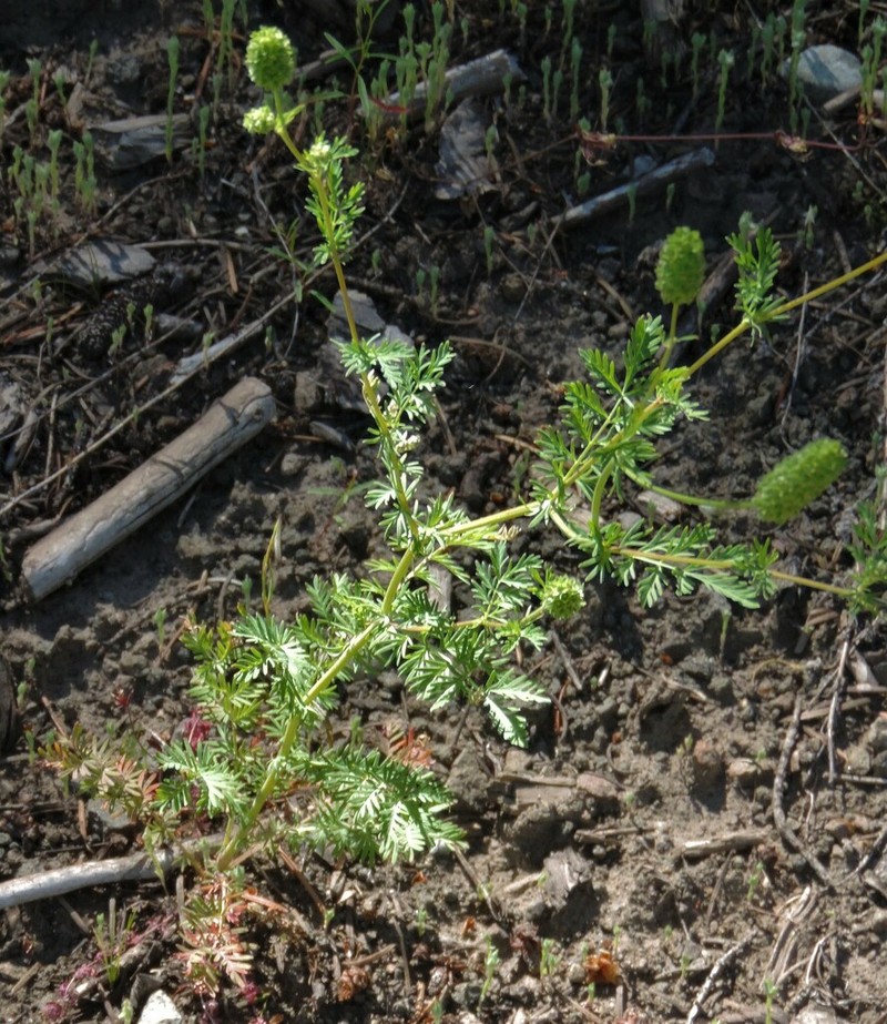 Sanguisorba occidentalis photo 4