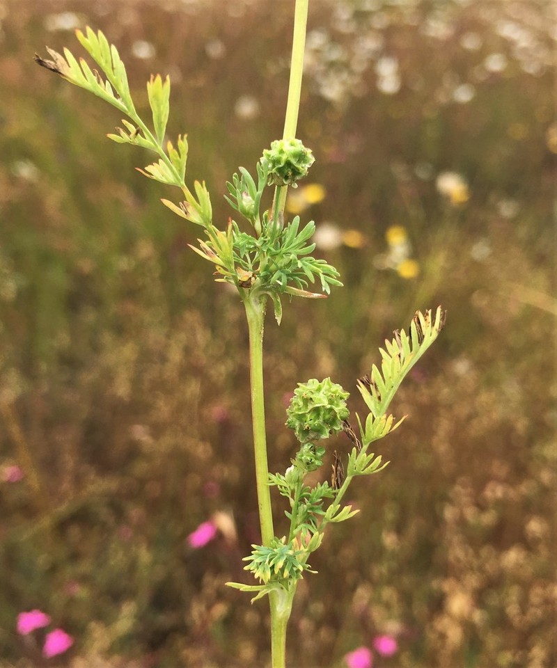 Sanguisorba occidentalis photo 5