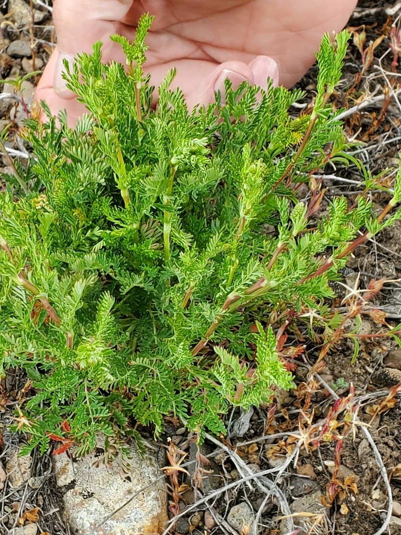 Sanguisorba occidentalis photo 6