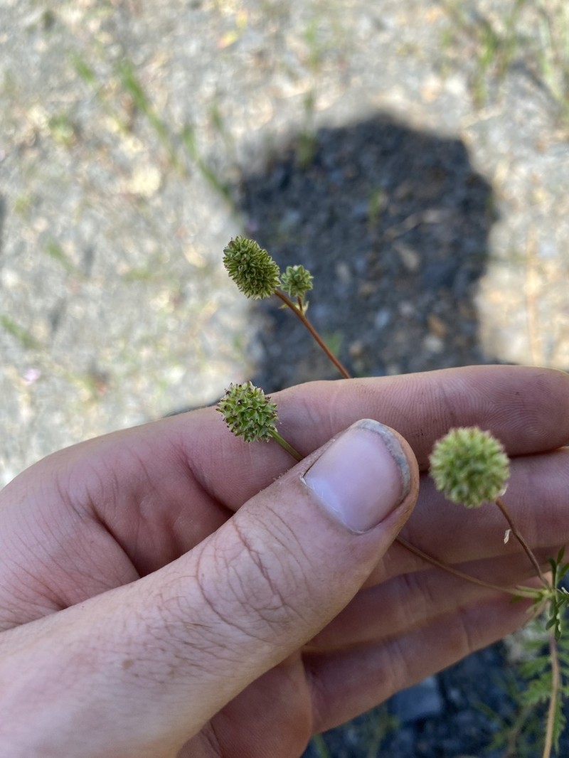 Sanguisorba occidentalis photo 7