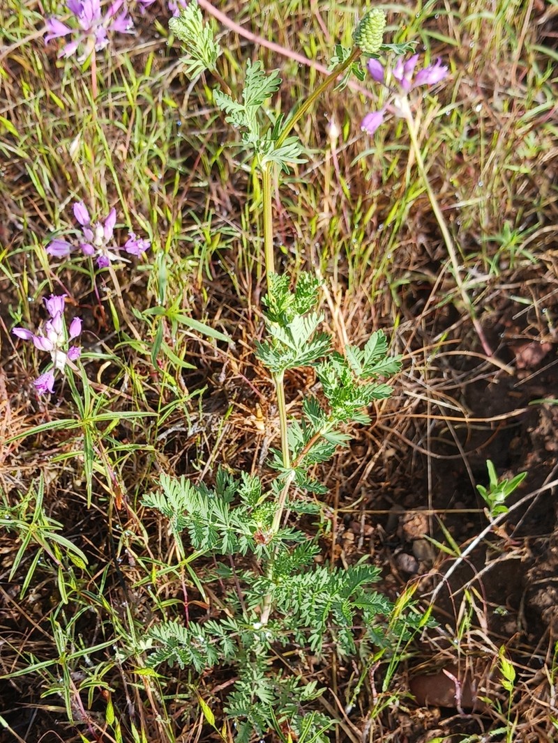 Sanguisorba occidentalis photo 8