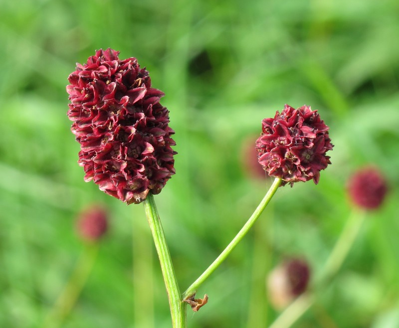 Great Burnet photo 2