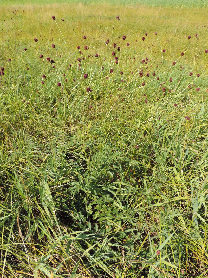 Great Burnet photo 3
