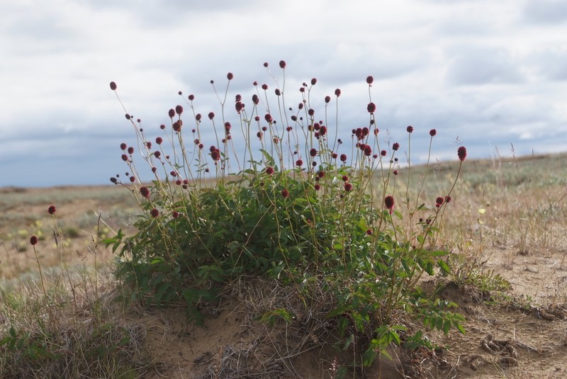 Great Burnet photo 4