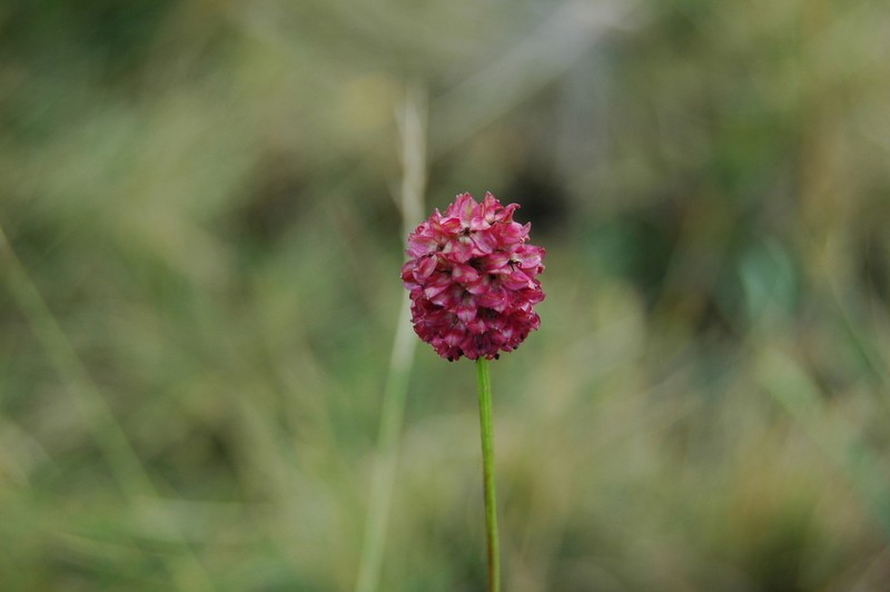 Great Burnet photo 5