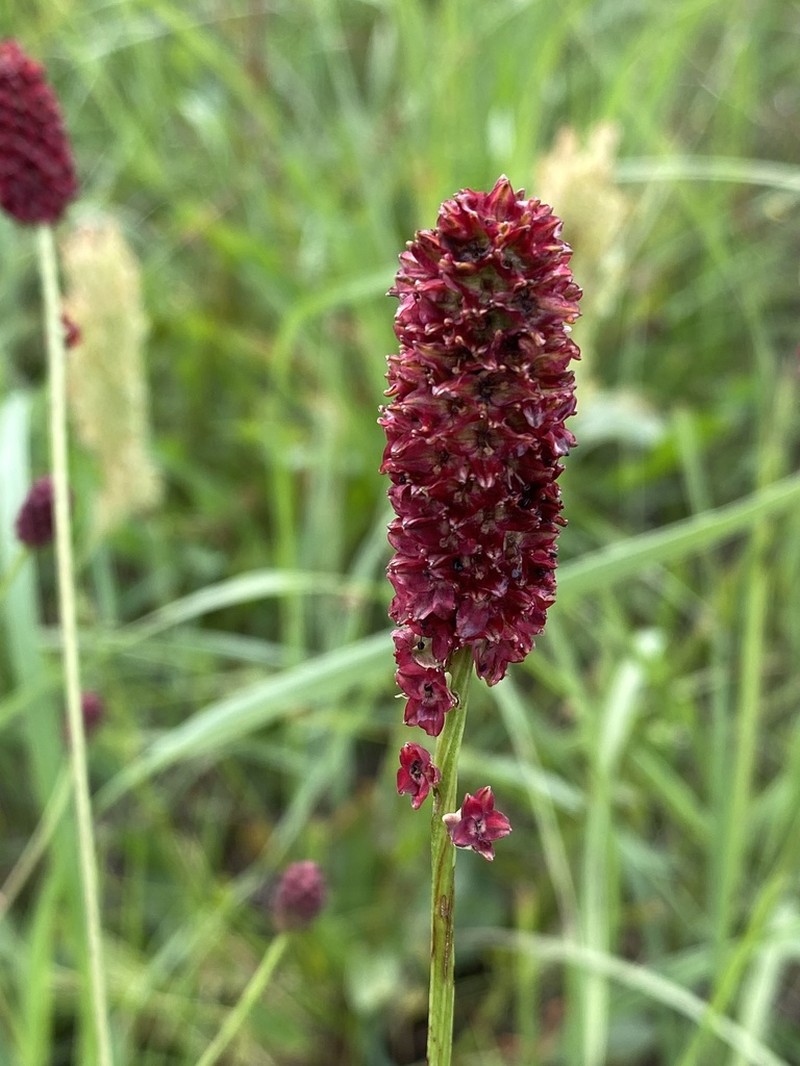 Great Burnet photo 6