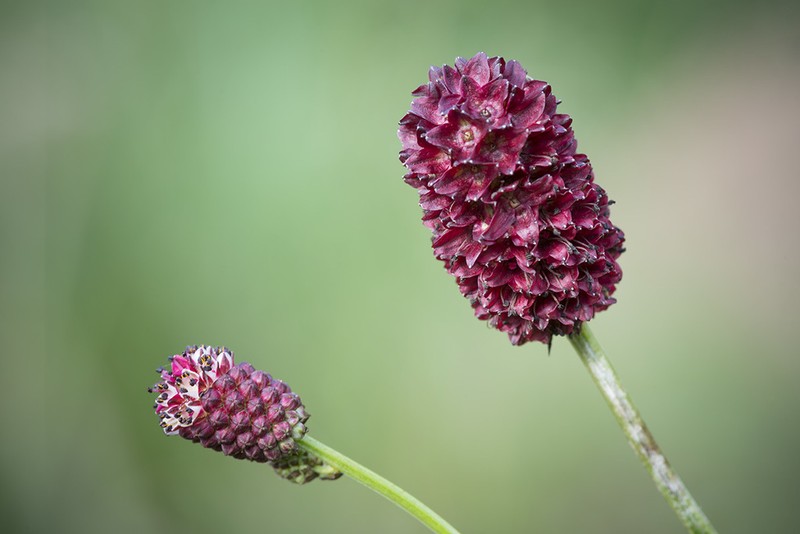 Great Burnet photo 7
