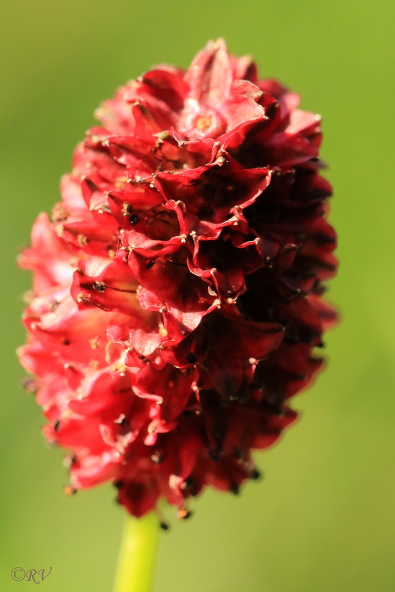 Great Burnet photo 8