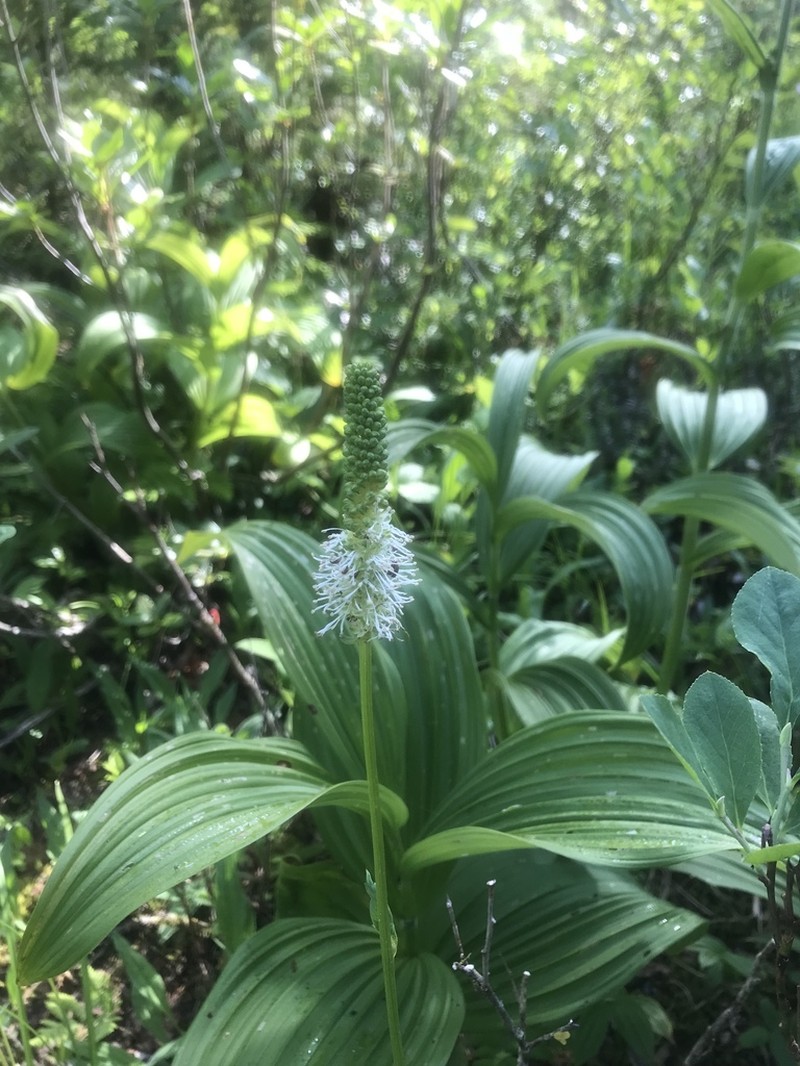 Sanguisorba stipulata