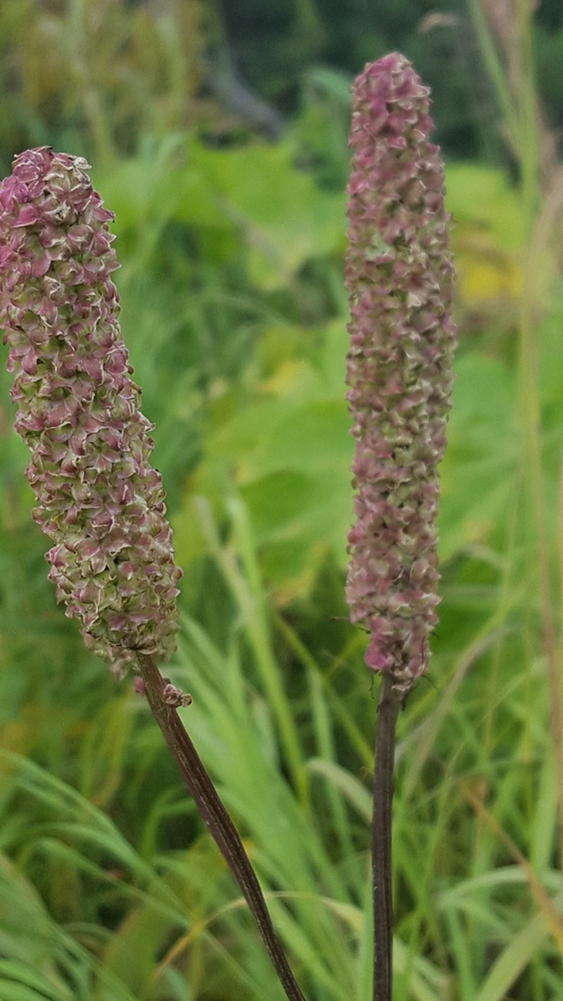 Sanguisorba stipulata photo 2