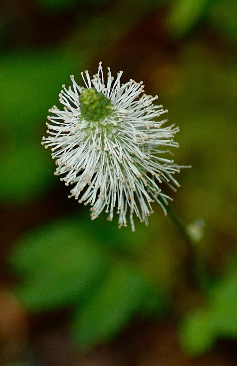 Sanguisorba stipulata photo 3