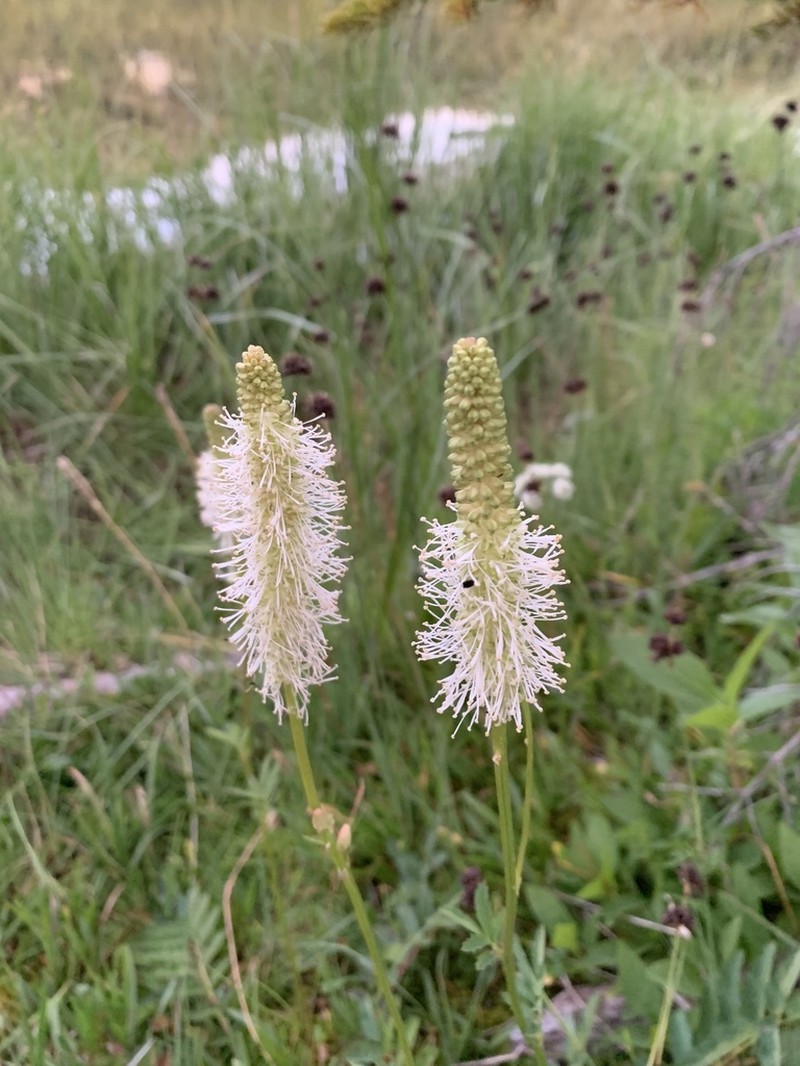 Sanguisorba stipulata photo 4